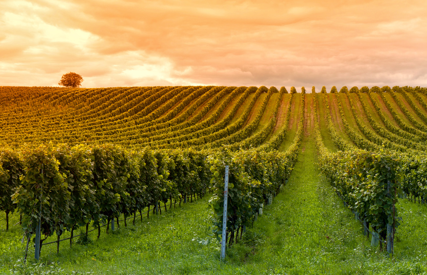 Beautiful rows of grapes before harvesting